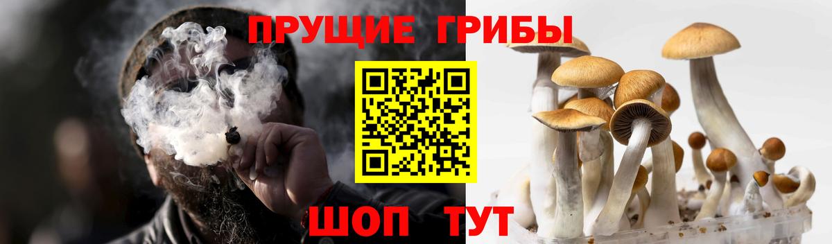 Галлюциногенные грибы мицелий Волхов